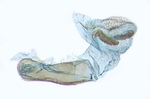 Aedeagus (8648); North Carolina; J.B. Sullivan.
