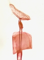 Female genitalia; Richmond County; Jim Petranka.