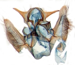 Genitalia; Scotland County; J.B. Sullivan.