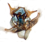 Genitalia; North Carolina; J.B. Sullivan.