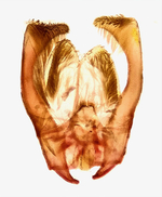 Male genitalia; Madison County; Jim Petranka.