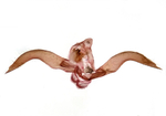 Male genitalia; Madison County; Jim Petranka.