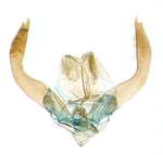 Male genitalia; North Carolina; J.B. Sullivan.
