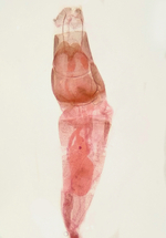 Female genitalia (in situ); Richmond County; Jim Petranka.