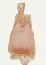 Female genitalia; Richmond County; Jim Petranka.
