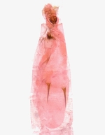 Female genitalia; Brunswick County; Jim Petranka.