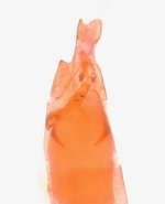 Female genitalia; Moore County; Jim Petranka.