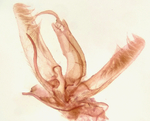 Male genitalia; Wilson County; Jim Petranka.