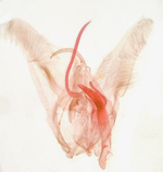 Male genitalia; Moore County; Jim Petranka.