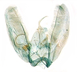 Mae genitalia; North Carolina; J.B. Sullivan.