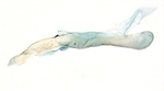 Aedeagus; North Carolina; J.B. Sullivan.