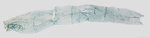 Pelt; North Carolina; J.B. Sullivan.