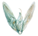 Male genitalia; North Carolina; J.B. Sullivan.