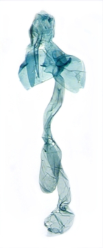 Female genitalia; North Carolina; J.B. Sullivan.