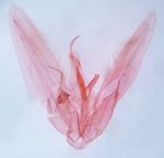 Male genitalia; Moore County; Jim Petranka.