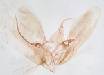 Male genitalia; Richmond County; Jim Petranka.