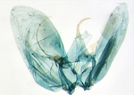 Male genitalia; Craven County; J.B. Sullivan.