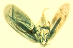 Male genitalia; North Carolina; J.B. Sullivan.