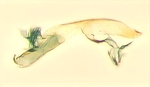 Aedeagus; North Carolina; J.B. Sullivan.