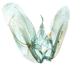 Male genitalia; North Carolina; J.B. Sullivan.