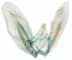 Male genitalia; North Carolina; J.B. Sullivan.