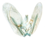 Male genitalia; North Carolina; J.B. Sullivan.
