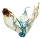 Male genitalia; North Carolina; J.B. Sullivan.