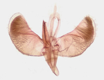 Male genitalia; Madison County; Jim Petranka.