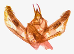 Male genitalia; Richmond County; Jim Petranka.