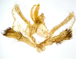 Male genitalia; Richmond County; Jim Petranka.