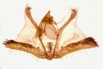Male genitalia; Richmond County; Jim Petranka.