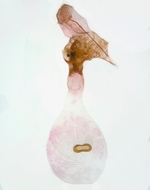 Female genitalia; Ashe County; Jim Petranka.