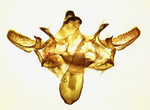 Male genitalia; Wilson County; Jim Petranka.
