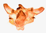 Male genitalia; Wilson County; Jim Petranka.