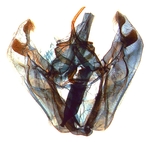 Male genitalia; North Carolina; J.B. Sullivan.