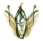 Male genitalia; North Carolina; J.B. Sullivan.