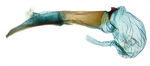 Aedeagus; North Carolina; J.B. Sullivan.