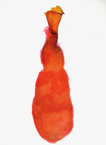 Female genitalia; Buncombe County; Jim Petranka.