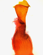 Female genitalia; Buncombe County; Jim Petranka.