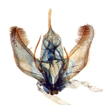 Male genitalia; Craven County; J.B. Sullivan.