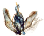  Male genitalia; Onslow County; J.B. Sullivan.