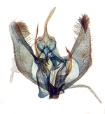 Male genitalia; Jones County; J.B. Sullivan.