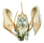 Male genitalia; North Carolina; J.B. Sullivan.