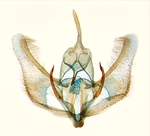 Male genitalia; North Carolina; J.B. Sullivan.