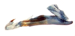 Aedeagus; Onslow County; J.B. Sullivan.