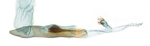 Aedeagus; North Carolina; J.B. Sullivan.