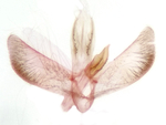 Male genitalia; Madison County; Jim Petranka.