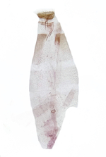 Female genitalia (in situ); Madison County; Jim Petranka.