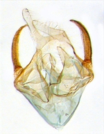 Male genitalia; North Carolina; J.B. Sullivan.
