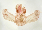 Male genitalia; Brunswick County; Jim Petranka.